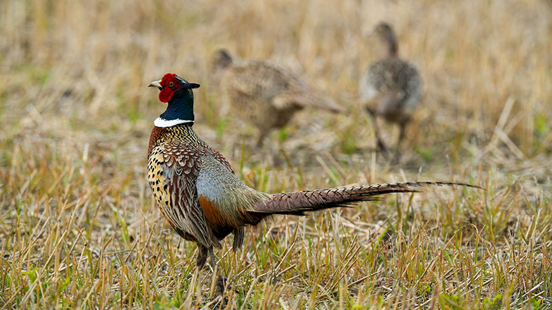 Ring-necked pheasant rooster