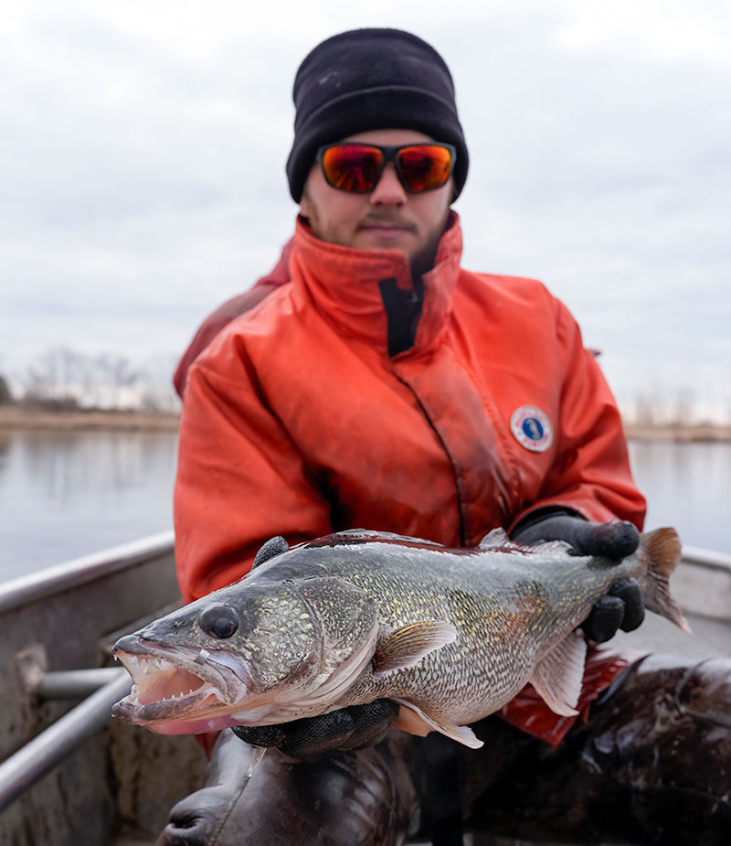 Biologist on a boat holding a tagged walleye.