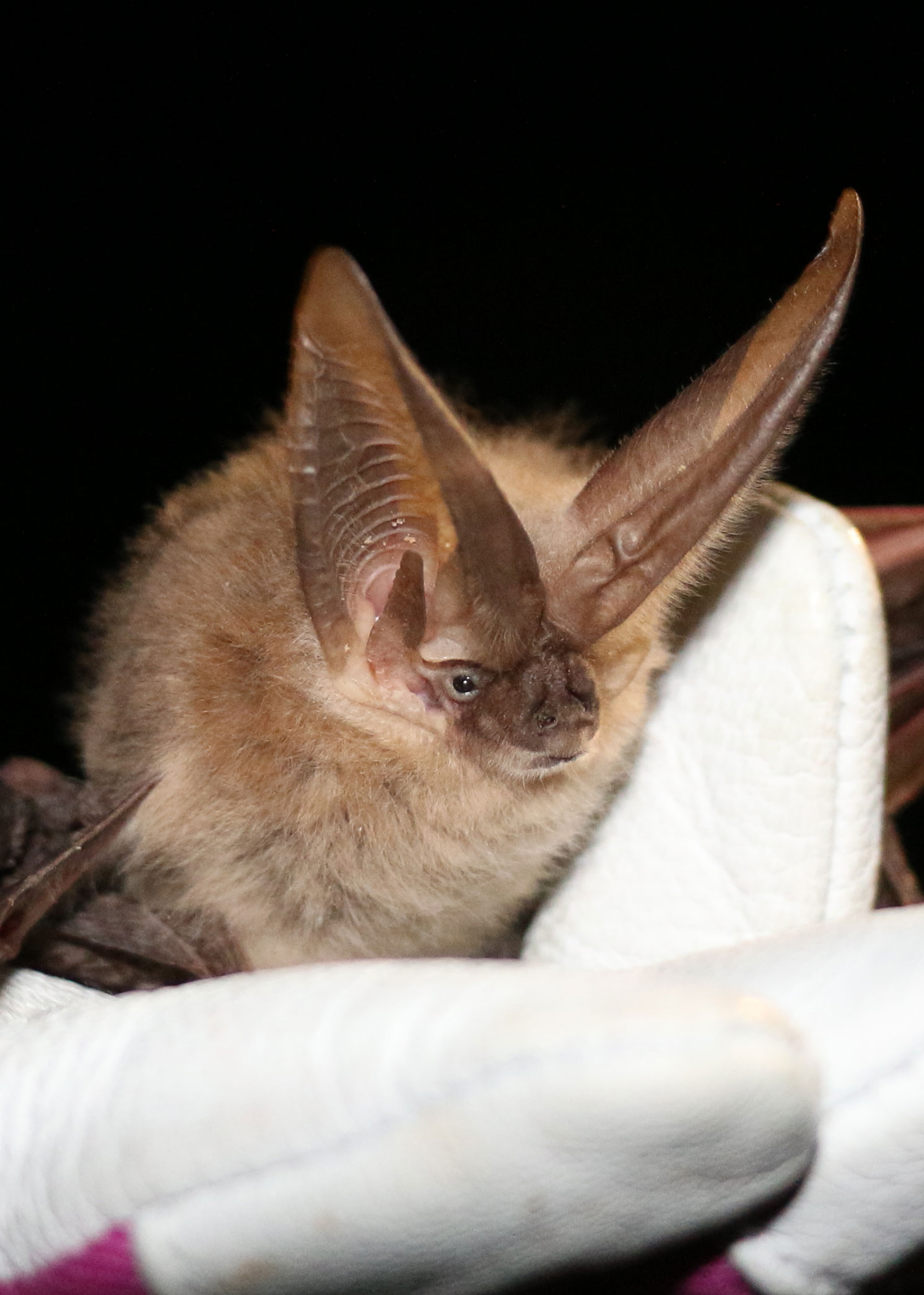 Townsend's big-eared bat