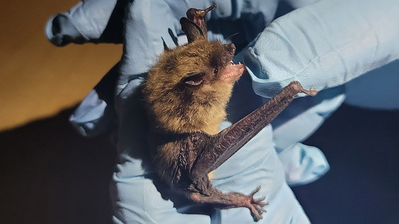 Bat held by researcher