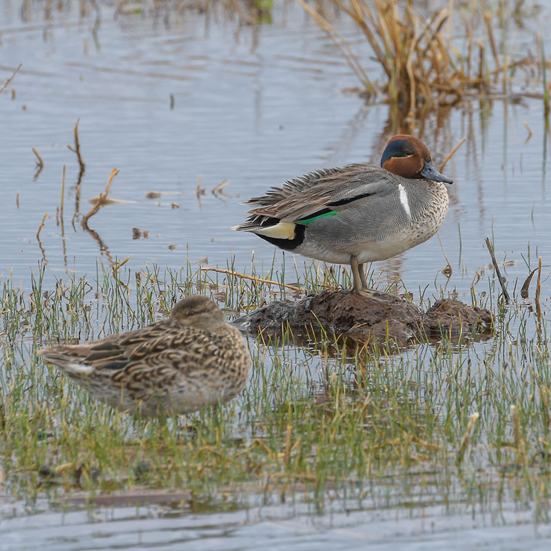 Duck pair