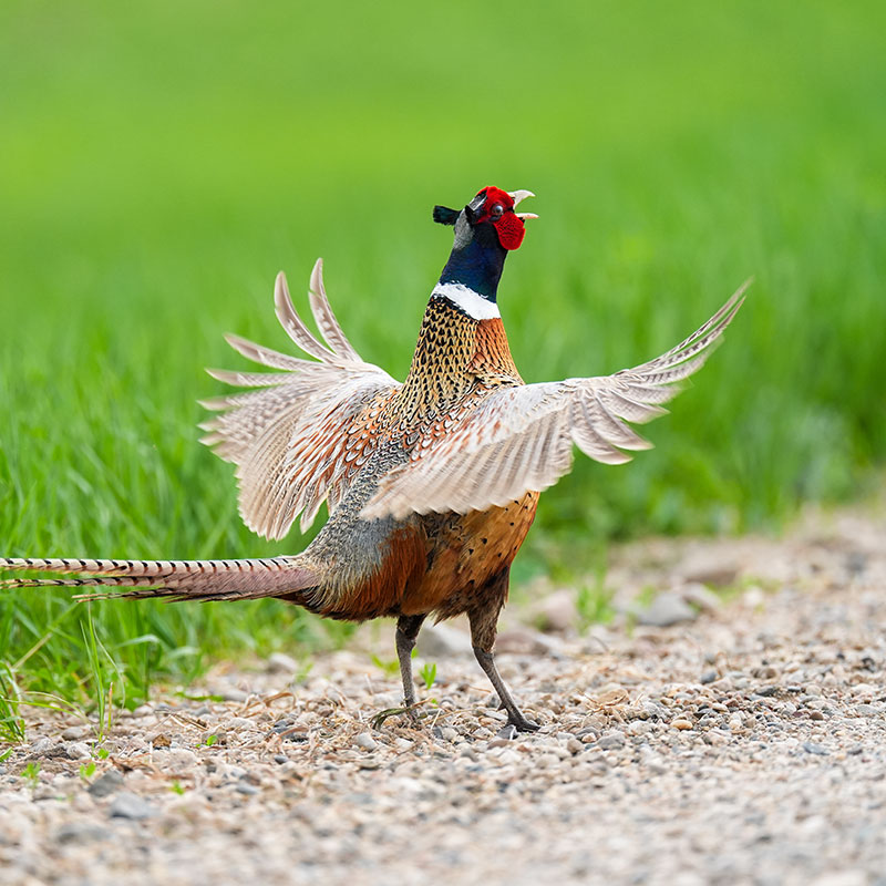 Crowing pheasant