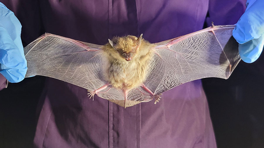 Big brown bat