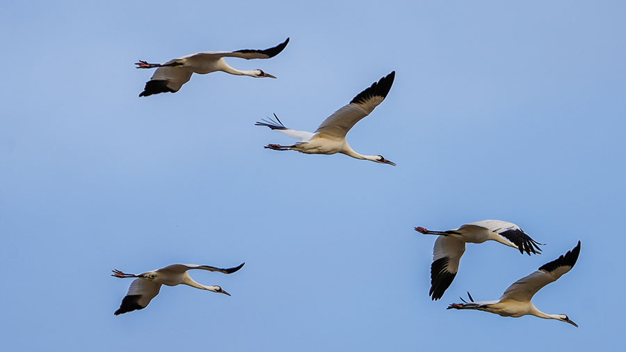 Whooping cranes flying