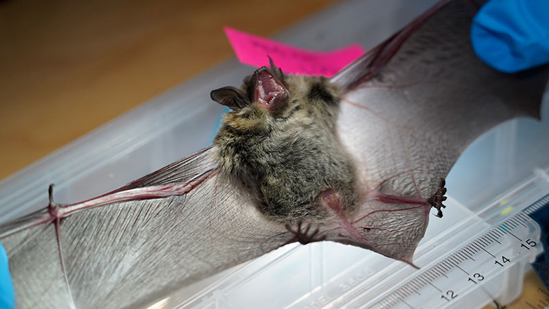 Silver-haired bat