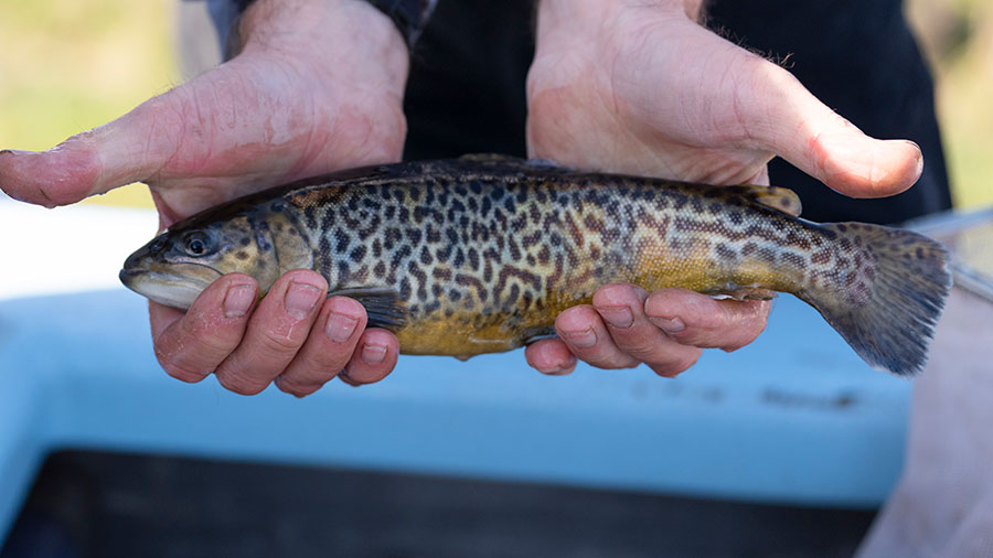 Biologist holding up a tiger trout