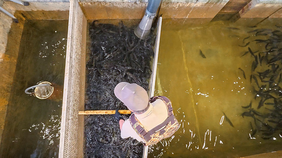 Biologist moving tiget trout