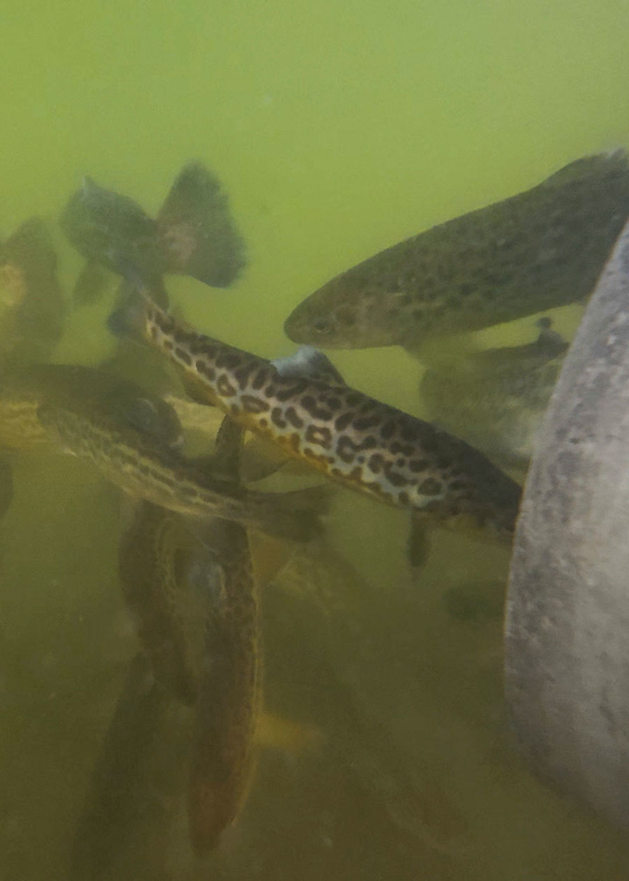 Tiger trout just released into a water body