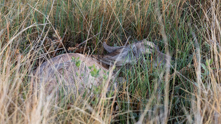 Baby pronghorn hiding in tall grass