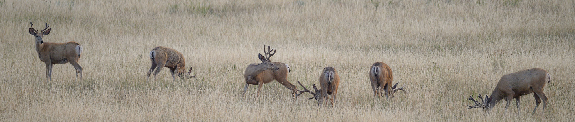 Group of mule deer bucks in velvet