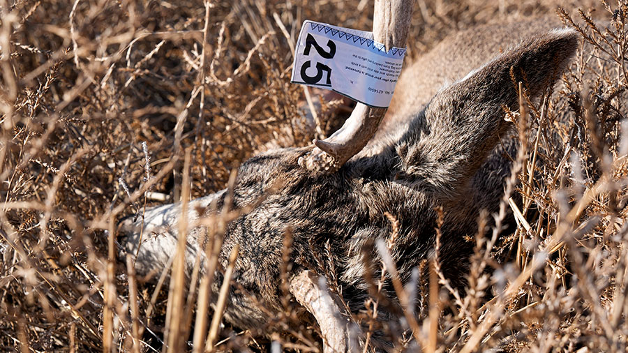 Harvested deer with tag on the antler