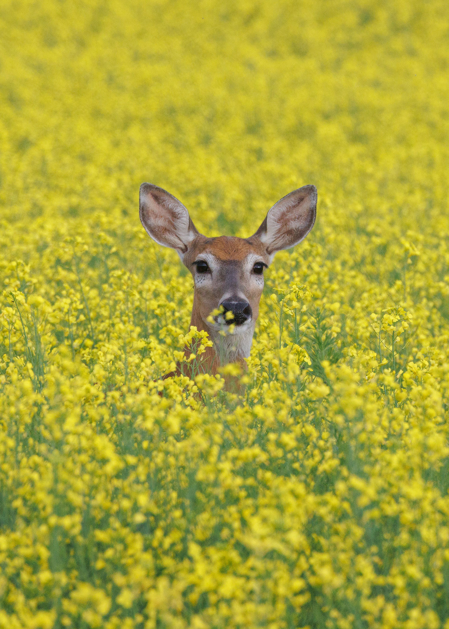 Deer in tall crops