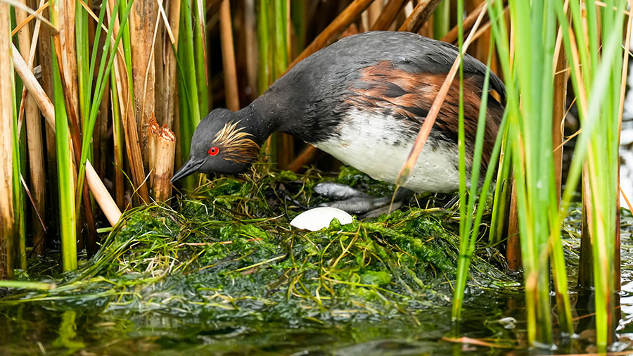 Eared grebe on a nest with an egg