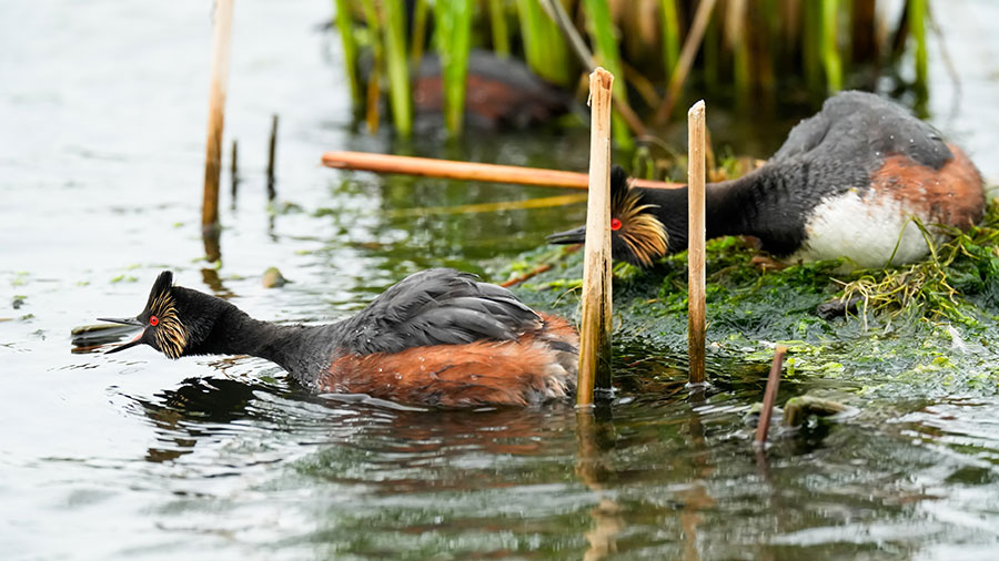 Grebes defending a nest