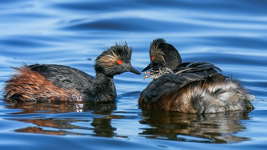 Grebes feeding young