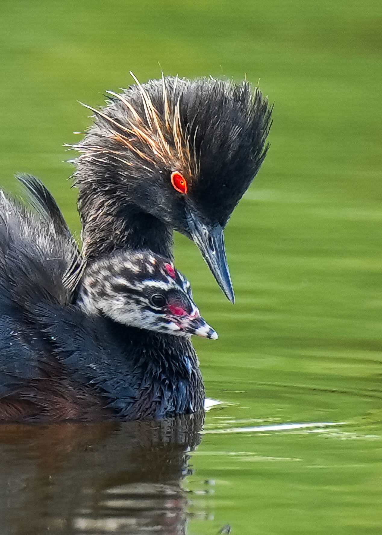 Eared grebe with chick riding on its back
