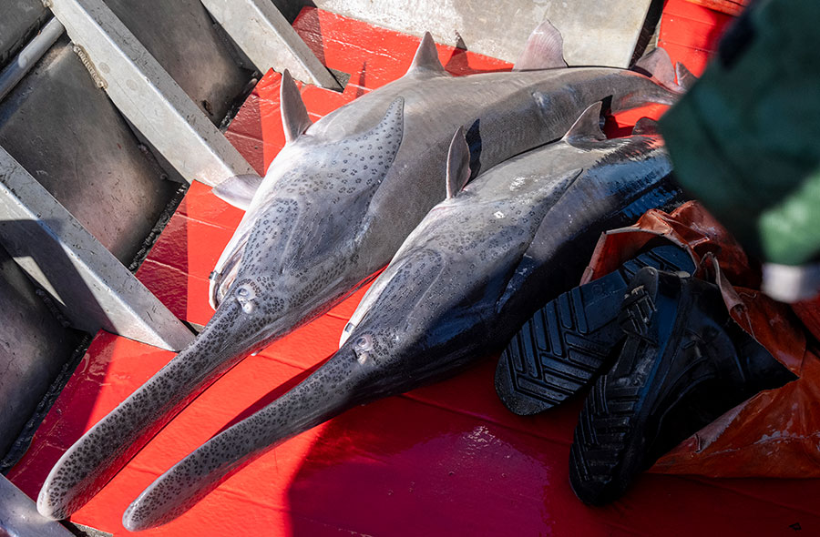 Tagged paddlefish on boat deck before being released