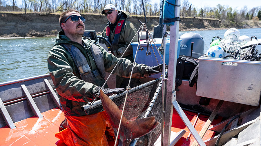 Biologist weighing paddlefish
