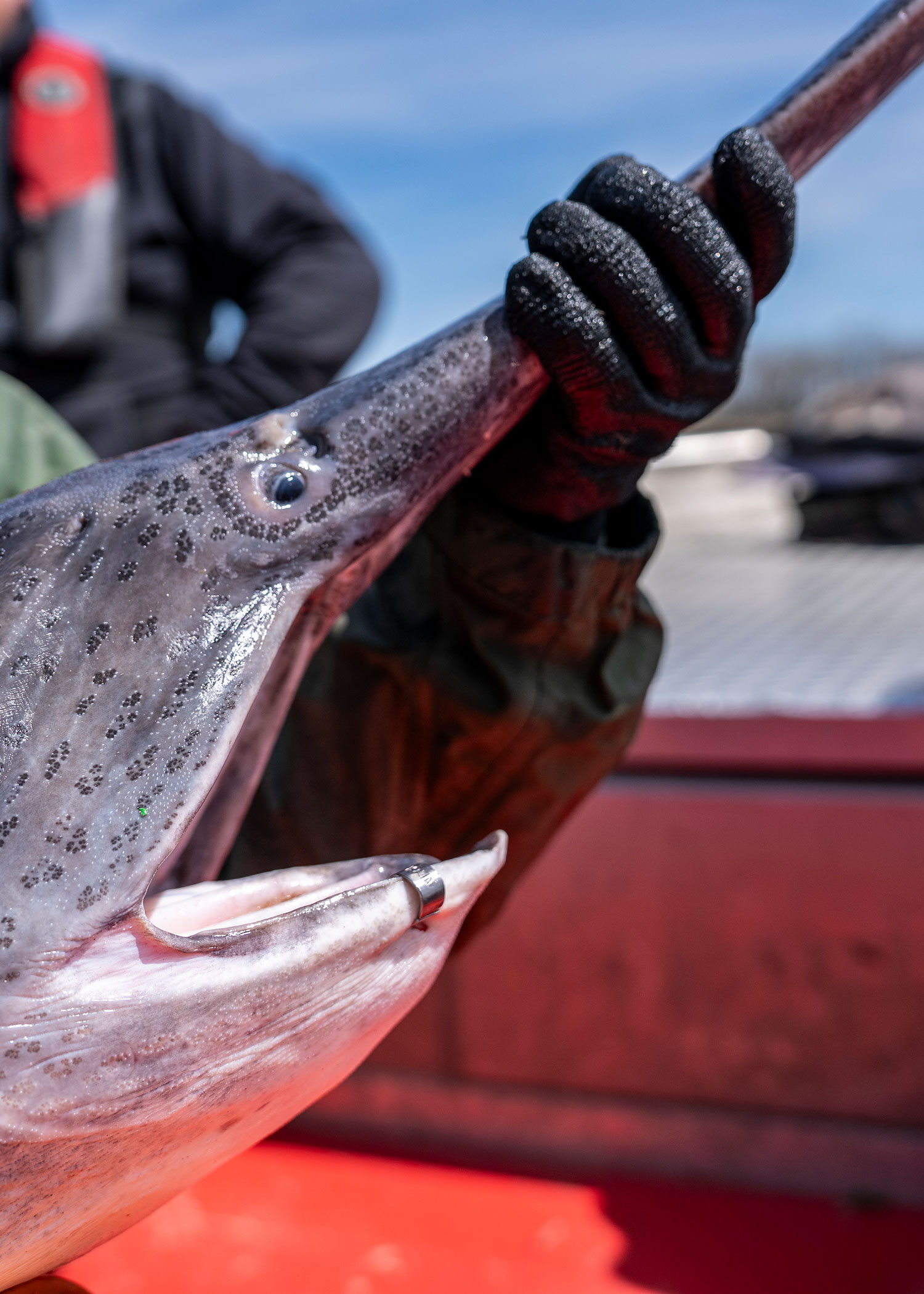 Tagged paddlefish