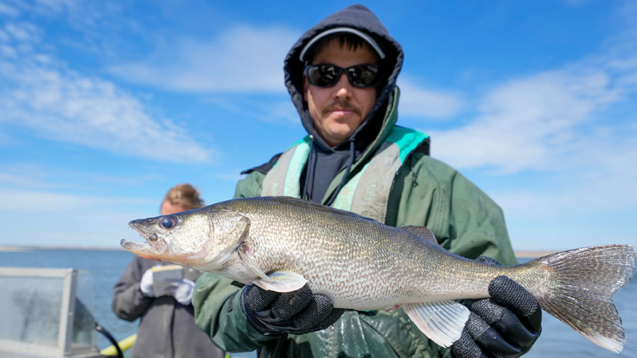 Biologist holding up a walleye