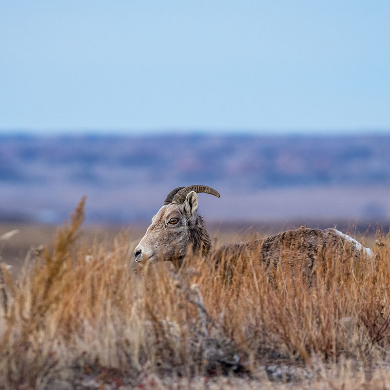 Bighorn sheep lying down