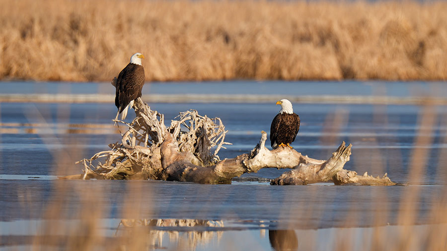 Bald eagles