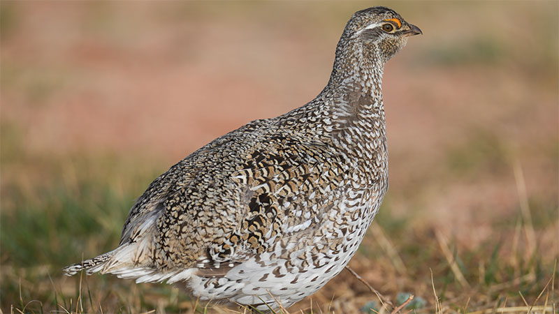 Sharp0tailed grouse in grass