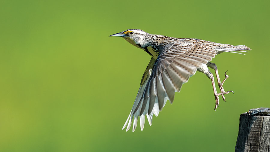 Meadowlark flying off post