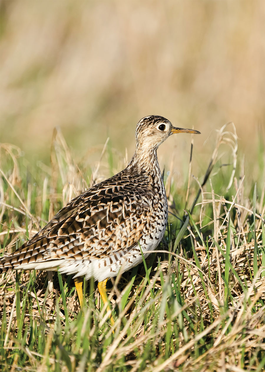 Upland sandpiper