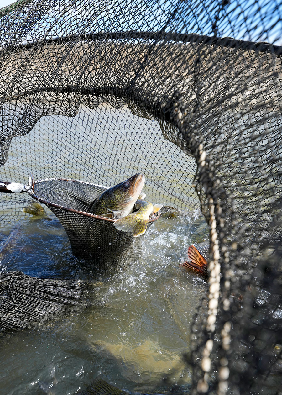 Walleye in a net