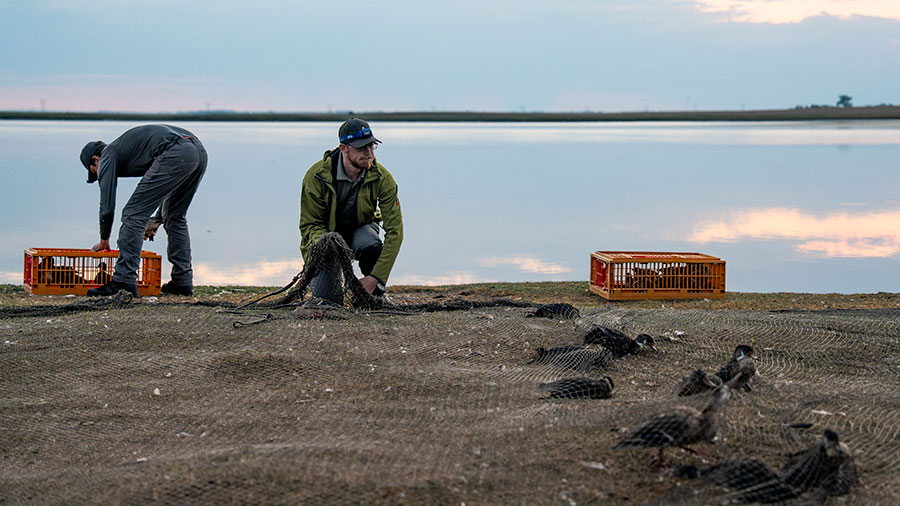 Biologist moving netted birds to temporary cages