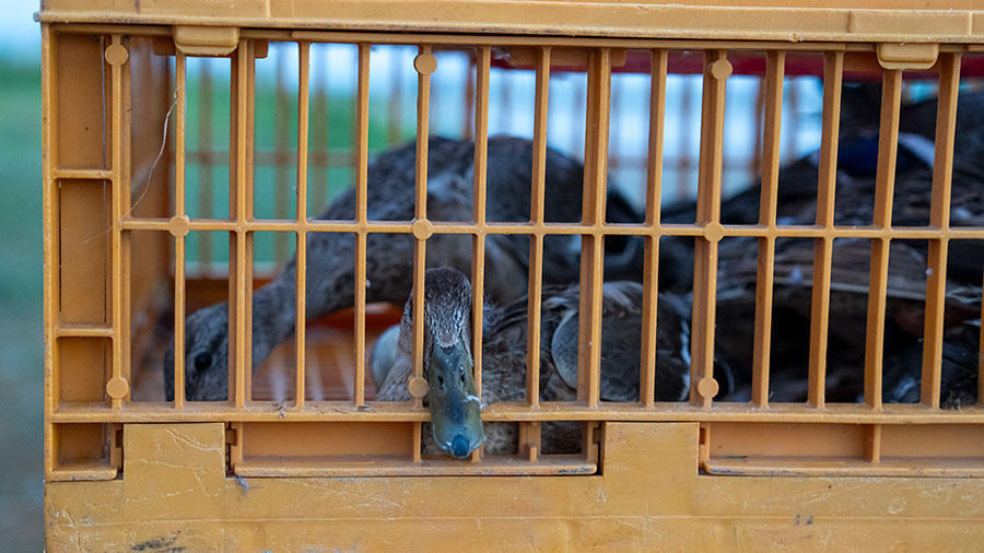 Bird in temporary crate