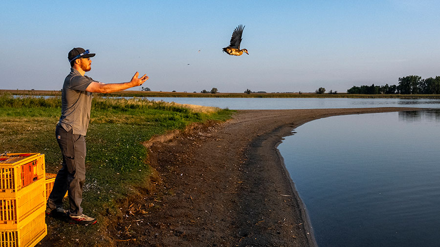 Biolotist releasing bird
