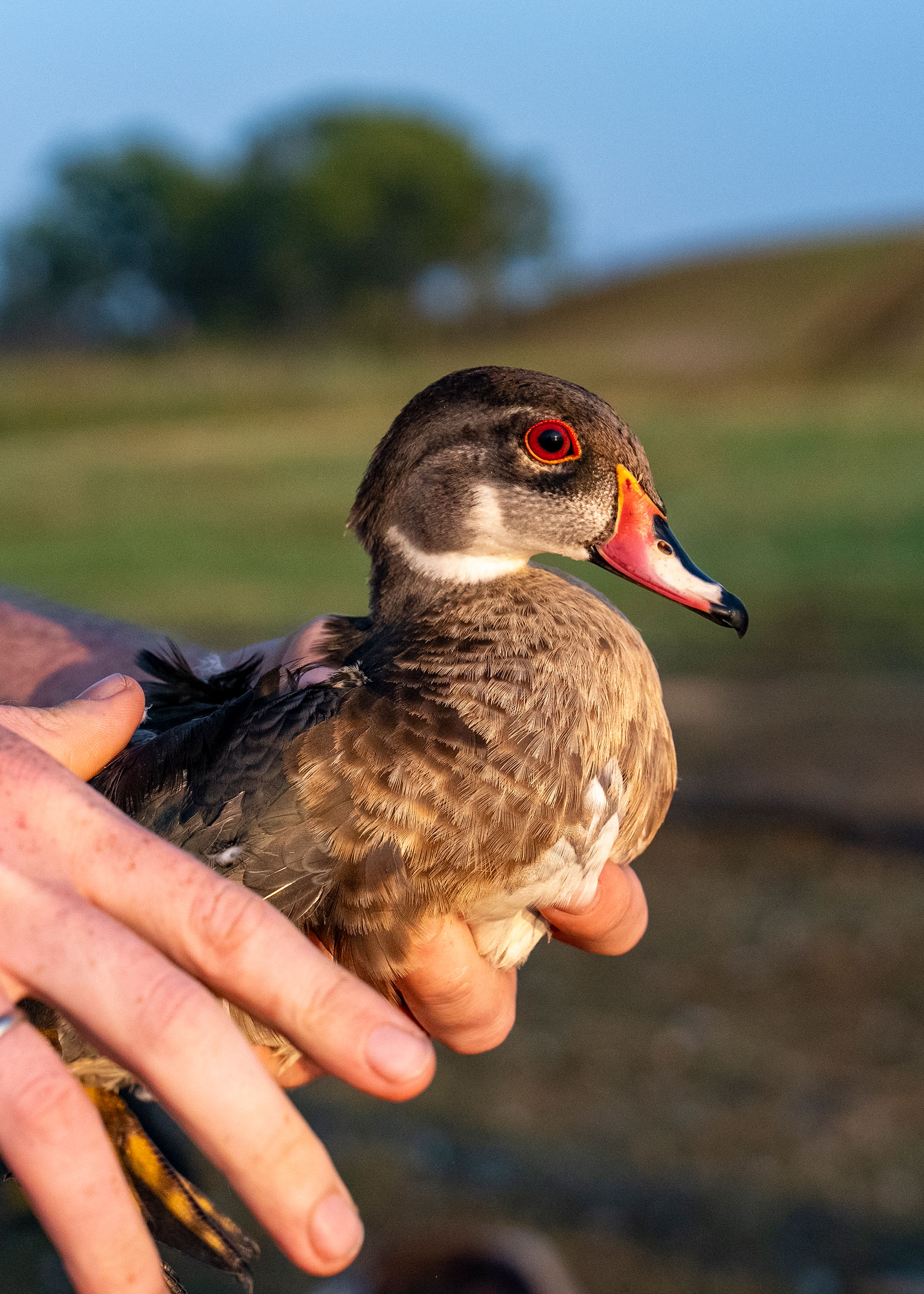 Wood duck held by biologist