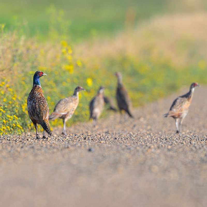 Ring-necked pheasants