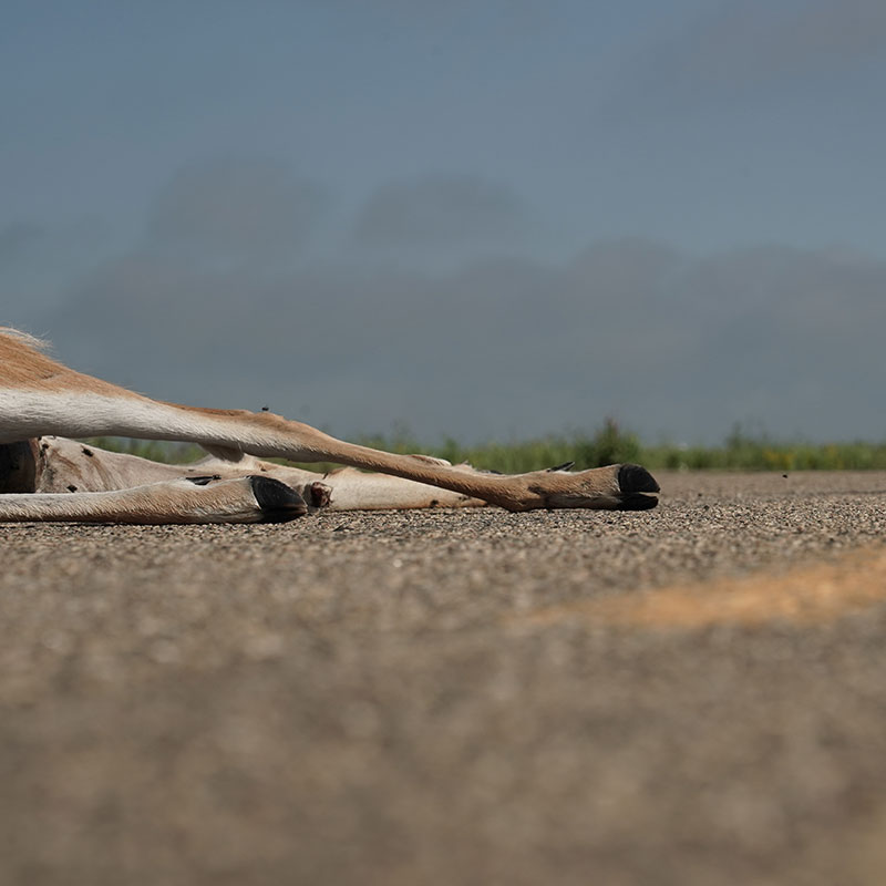 Dead deer on road