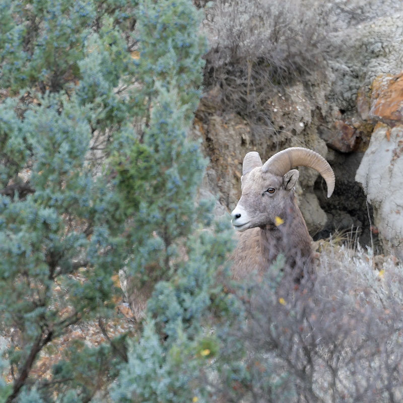 Bighorn sheep
