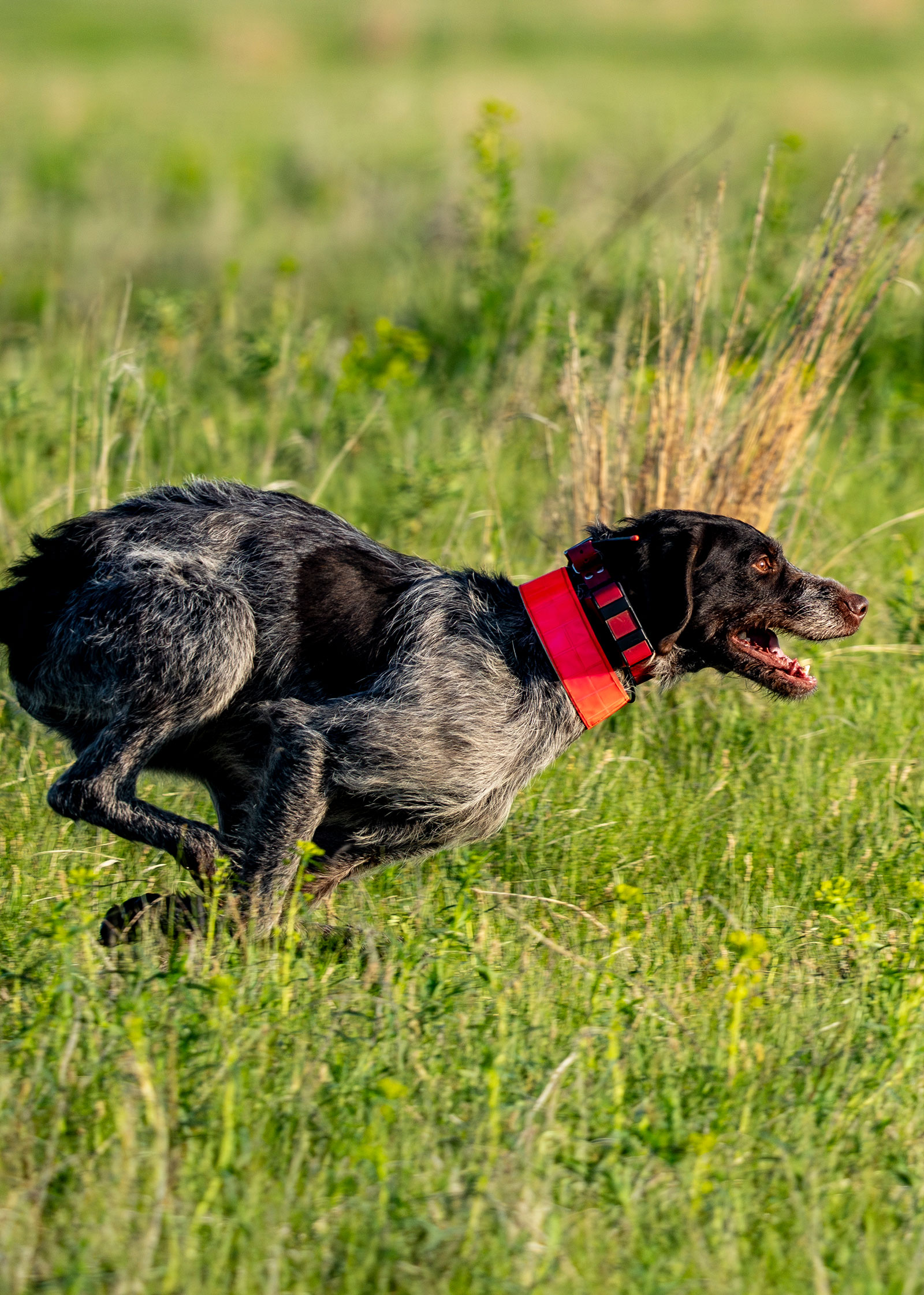 A German wirehaired pointer runs through Sheyenne National Grassland.