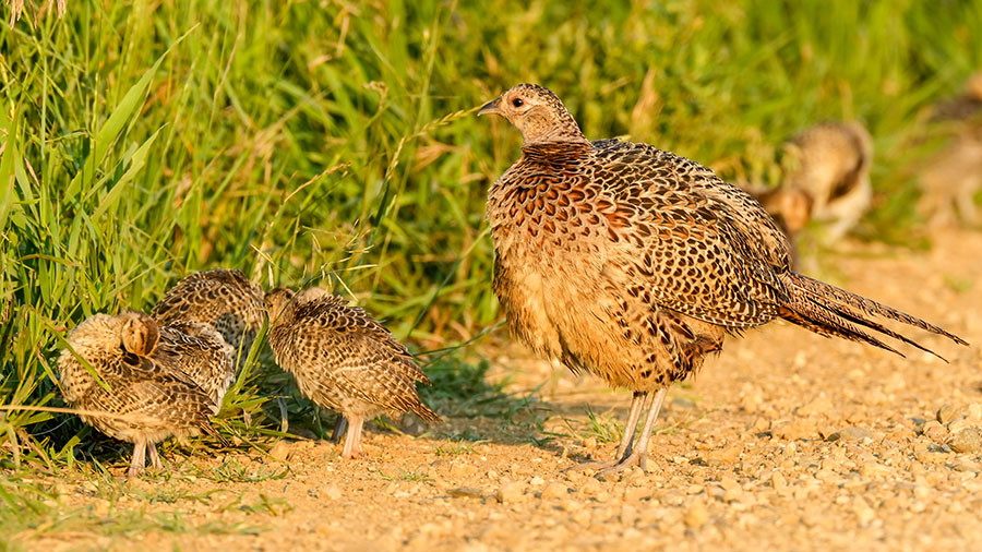 Baby pheasants with mother