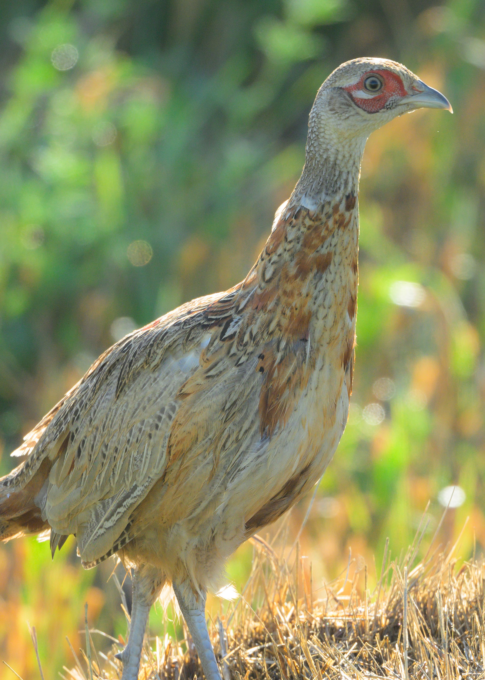 10-12 week old pheasant rooster