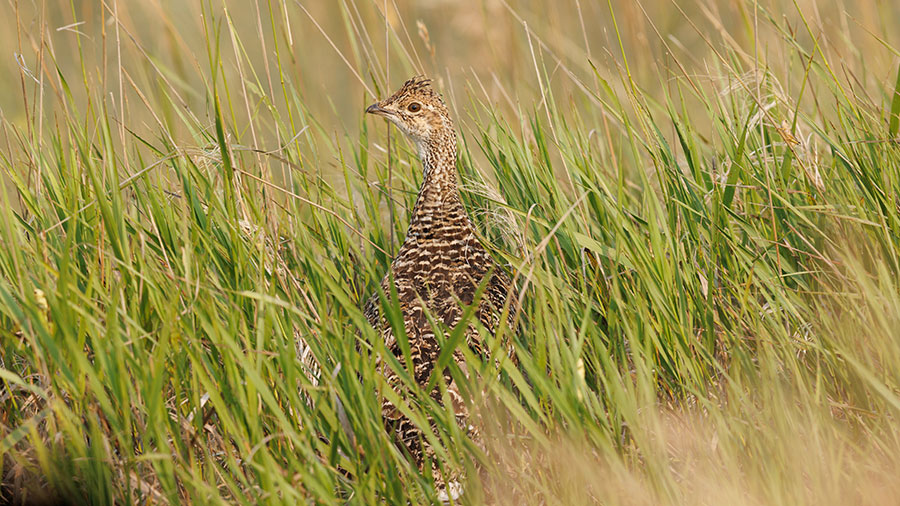 Sharp-tailed grouse