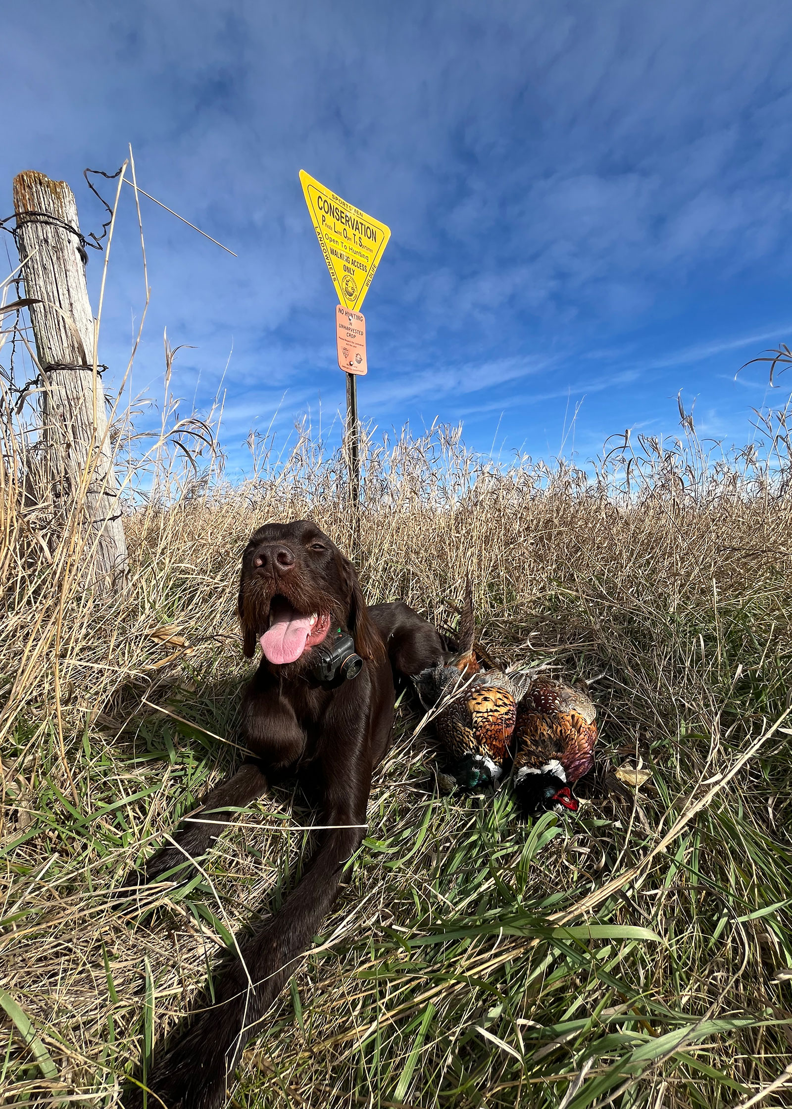 Dog with dead pheasant under PLOTS sign