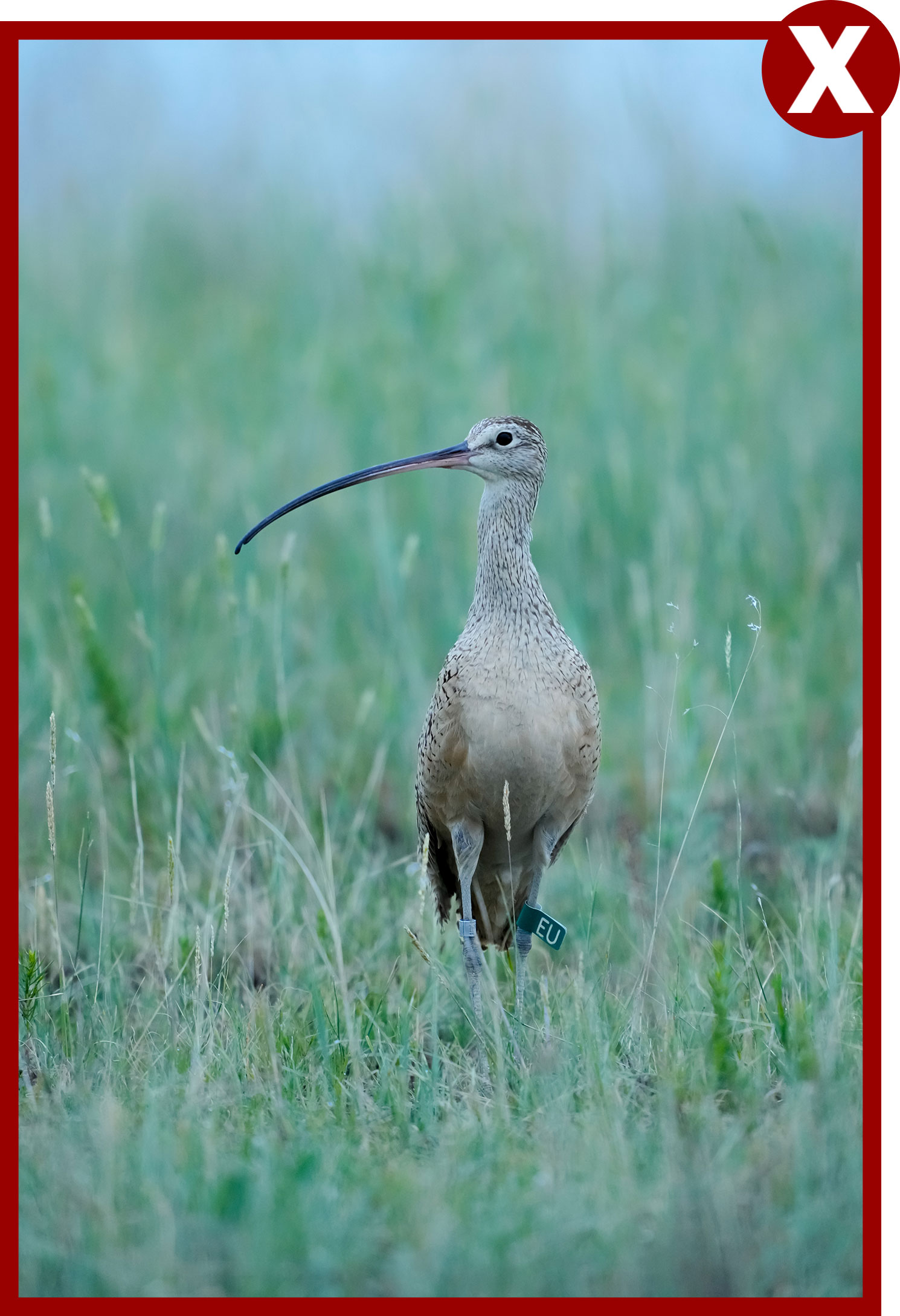 Vertical curlew image