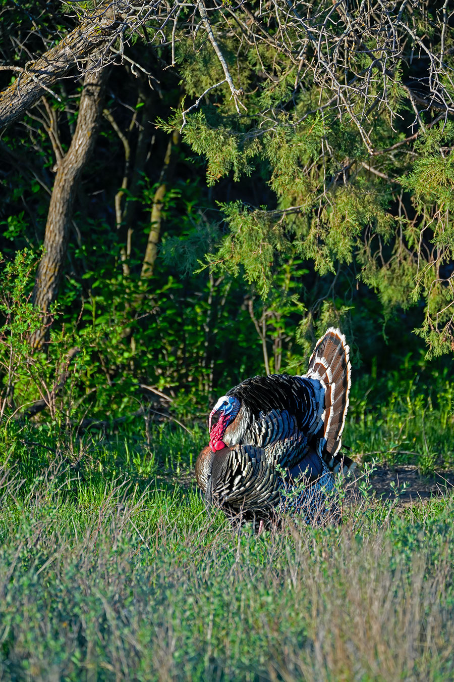 Male wild turkey displaying