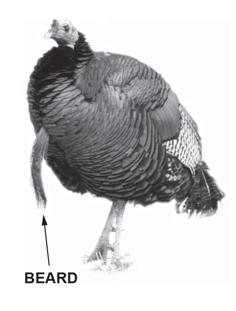 Diagram of a bearded turkey