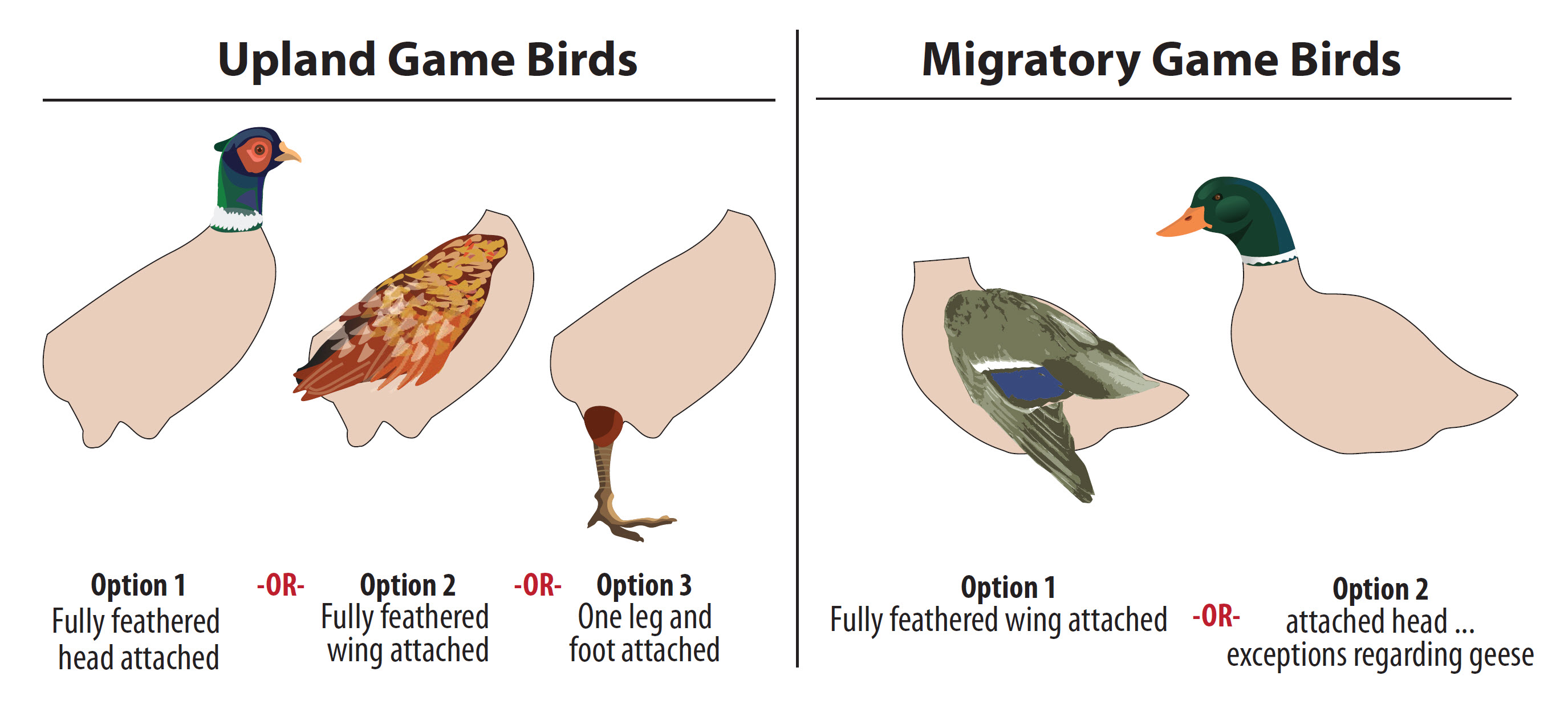 Bird parts graphic
