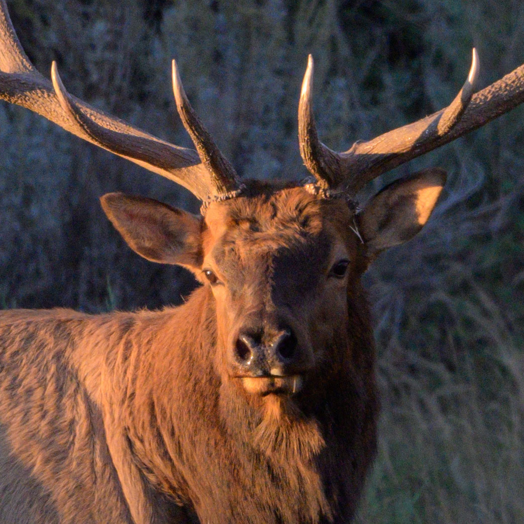 Elk