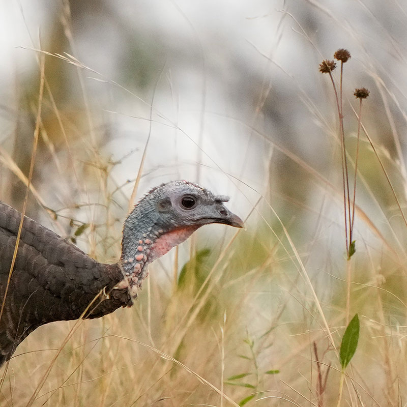 Turkey in brown grass