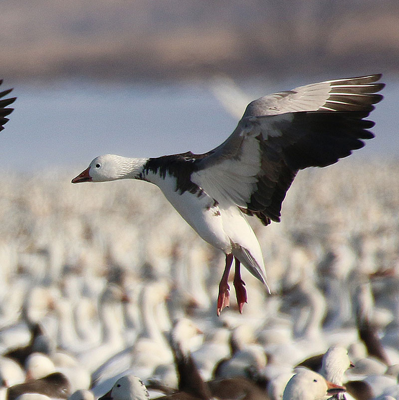 Light Goose