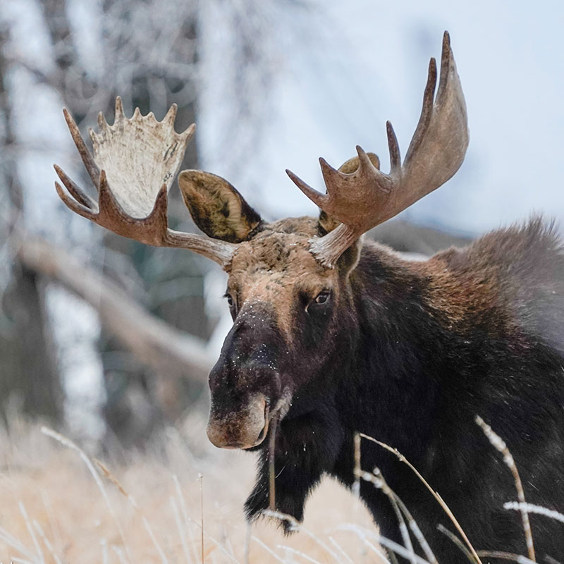 Moose